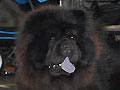 Hary-Ming North Black King