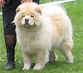 Ch Pei Fang Creme Merzedes