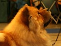 Bidachows Gentle Gibson