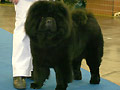 First Sherdan Derny de L'Empereur Gengis Khan