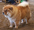 Sihn-Jin's Chow Beauty Ramona