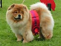 Piuk Chow Pleasant Miss Magic