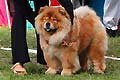 CH Piuk Chow Pleasant Miss Magic