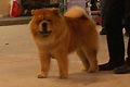 Pei Fang Red Bazuka