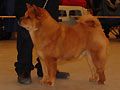 Xin-Feng's Chimayra