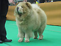 Hary-Ming Snowstar-Knut