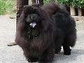 Hei-Yu-Tzu Wicky