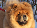Hummel von Bellingroth
