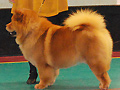 CH Conneseur's Rossina Rossa