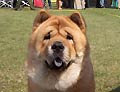 Bidachows Graceful Smooth Gabby