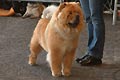 Elisée of Golden Chow