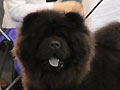Hary-Ming North Black King