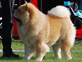 Skychows Amazing Goldfinger