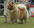 Piuk Chow Presenting Nice Nitousche