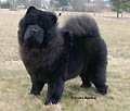 Fuzzy Bear's Day By Day Zelma