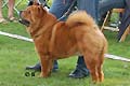 Bidachows Funky Smooth Foxy