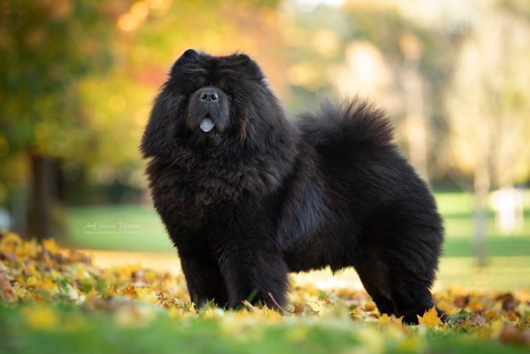 Ch. Honiland Zippo (JAGO) Ch. Honiland Zippo (JAGO)