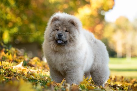 Notorious Star Moonlight Maliya Notorious Star Moonlight Maliya