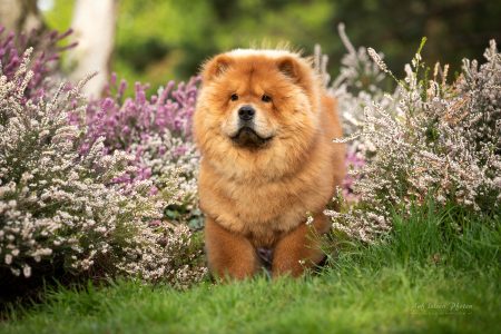 Liberty Lian of Swiss Premium Chows Liberty Lian of Swiss Premium Chows