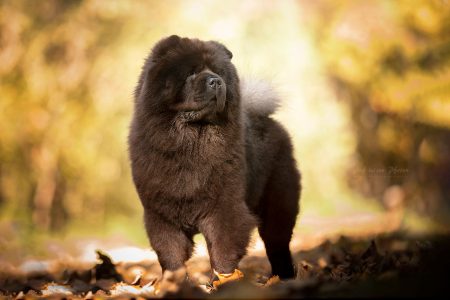 It‘s My Love Raffaella Magic Music It‘s My Love Raffaella Magic Music