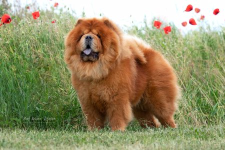shanghai chow chows 450x300