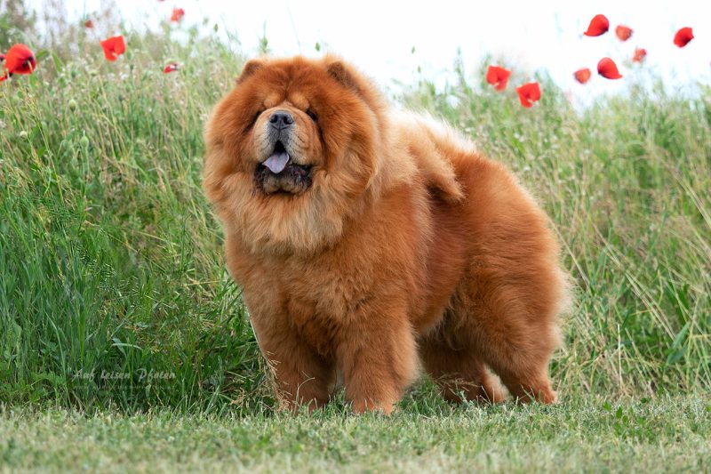 shanghai chow chows 800x533
