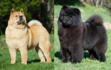 xilla pinglan kollage 450x286