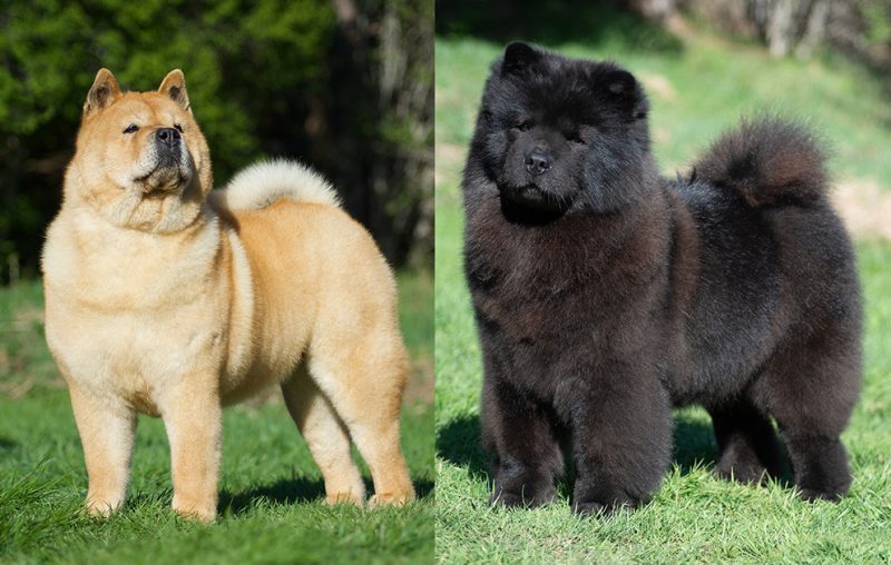 xilla pinglan kollage 800x508