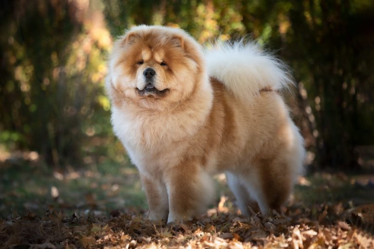 liusu chow chows 768x512