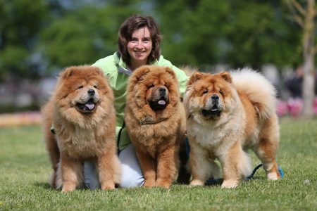 last royalty chow chows 450x300