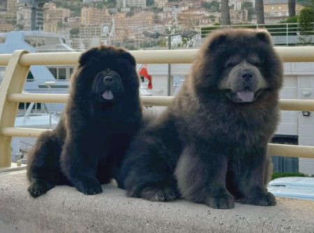 chia chu chow chows 450x333