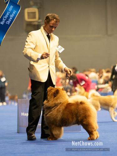 Res. CAC Open Class Dog – Romeo Scaliger Heroes