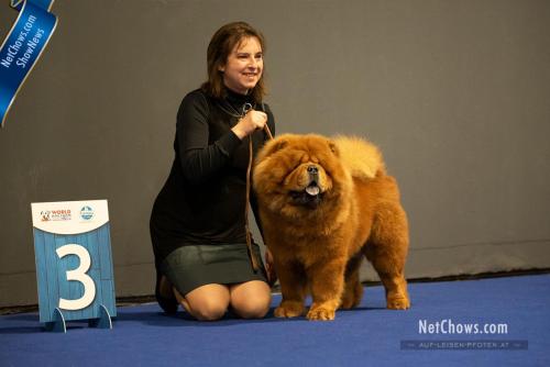 Open Class Dog 3rd - Last Royalty Finnley Fynn