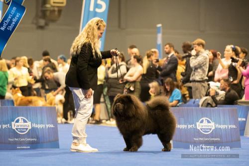 Open Class Dog 4th - Apollo The Blue League 