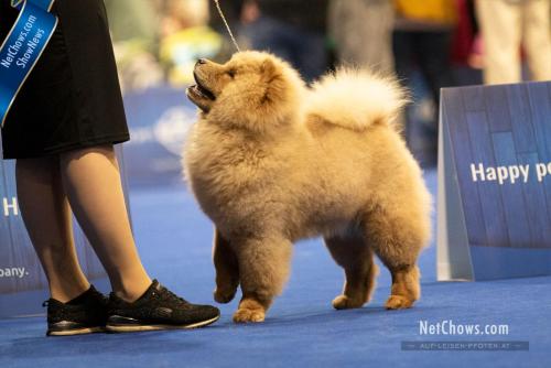 Puppy Class Female 4th -Last Royalty Gorgeous Gaia