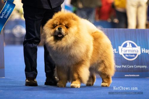 Res. CAC Dog Champion Class - Eastern Magic Standing Ovation